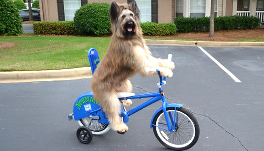 σκυλος σε ποδήλατο